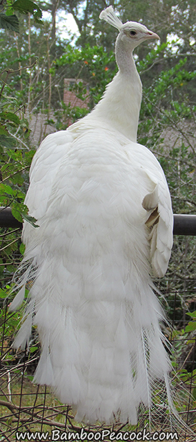Young white peacock